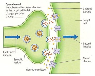 Image Neurotransmitter